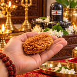 Lab Certified 2 Mukhi Rudraksha