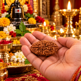 Lab Certified 2 Mukhi Rudraksha (yellow packging) 4.54 g