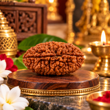 Lab Certified 2 Mukhi Rudraksha (yellow packging) 4.54 g