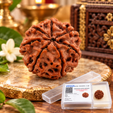 Lab Certified 7 Mukhi Rudraksha