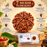 Lab Certified 7 Mukhi Rudraksha