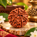 Lab Certified 7 Mukhi Rudraksha
