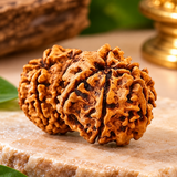 Lab Certified Original Gauri Shankar Rudraksha Beads