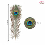 Peacock Feather | Original Mor Pankh (Set of 11 Tails) - Length Size 30 Inches