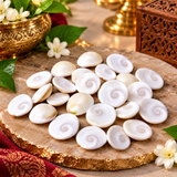 Natural Gomti Chakras | Rare Hand-Picked Gomati Chakras Perfect Shape, No Damage