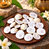Natural Gomti Chakras | Rare Hand-Picked Gomati Chakras Perfect Shape, No Damage