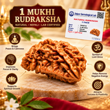 Nepali Natural 1 Mukhi Rudraksha Lab Certified (2.48 g)