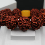 Original 5 Mukhi Big Rudraksha Bracelet