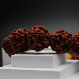 Original 5 Mukhi Big Rudraksha Bracelet