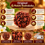 Original 6 Mukhi Rudraksha
