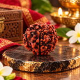 Original 6 Mukhi Rudraksha