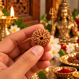 Original 9 Mukhi Rudraksha