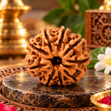 Original 9 Mukhi Rudraksha