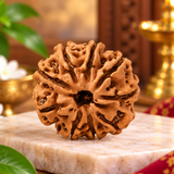 Original Lab Certified 9 Mukhi Box Rudraksha