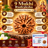 Original Lab Certified 9 Mukhi Box Rudraksha