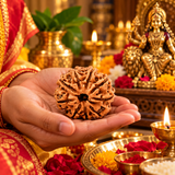 Original Lab Certified 9 Mukhi Box Rudraksha