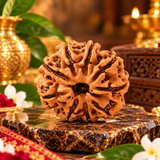 Original Lab Certified 9 Mukhi Box Rudraksha