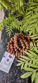 10 Mukhi Rudraksha Mala Original