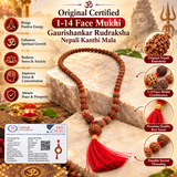 Original Certified 1-14 Face Mukhi Gaurishankar Rudraksha Nepali Kanthi Mala