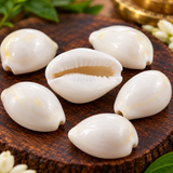 100% Natural White Kodi