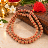 10 Mukhi Rudraksha Mala Original