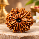 11 Mukhi Natural Rudraksha Lab Certified