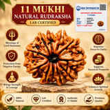 11 Mukhi Natural Rudraksha Lab Certified