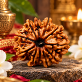 11 Mukhi Natural Rudraksha Lab Certified