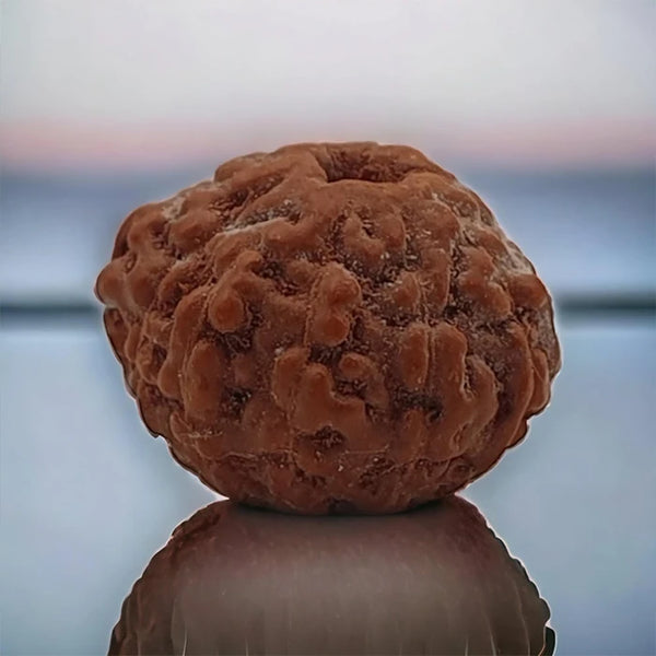 11 Mukhi Natural Rudraksha Lab Certified