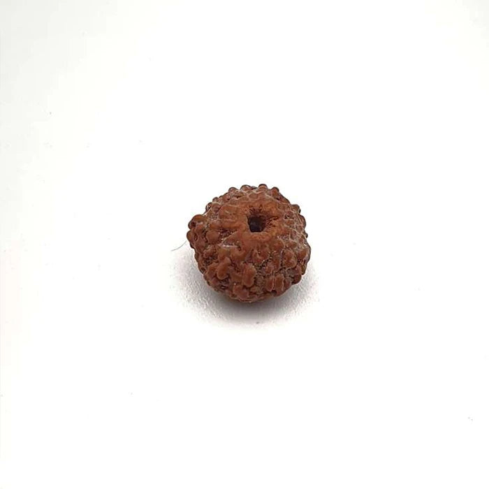 11 Mukhi Natural Rudraksha Lab Certified