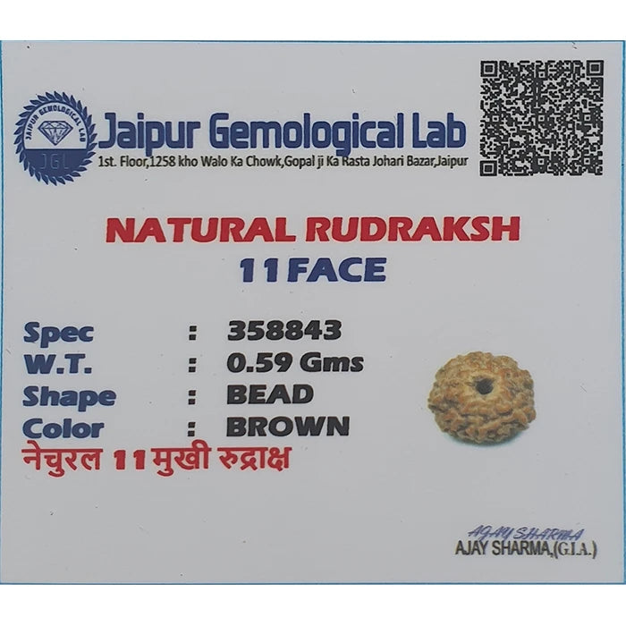 11 Mukhi Natural Rudraksha Lab Certified