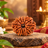 12 Mukhi Rudraksha Certified 1.97 Grams