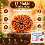 12 Mukhi Rudraksha Certified 1.97 Grams