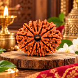 12 Mukhi Rudraksha Certified 1.97 Grams