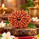 12 Mukhi Rudraksha Certified 1.97 Grams