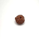 12 Mukhi Rudraksha Certified 1.97 Grams