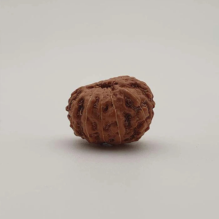 12 Mukhi Rudraksha Certified 1.97 Grams