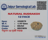 12 Mukhi Rudraksha Certified 1.97 Grams