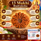 13 Mukhi Natural Indonesia Rudraksha Lab Certified