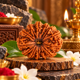 13 Mukhi Natural Indonesia Rudraksha Lab Certified