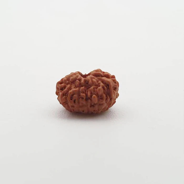 13 Mukhi Natural Indonesia Rudraksha Lab Certified