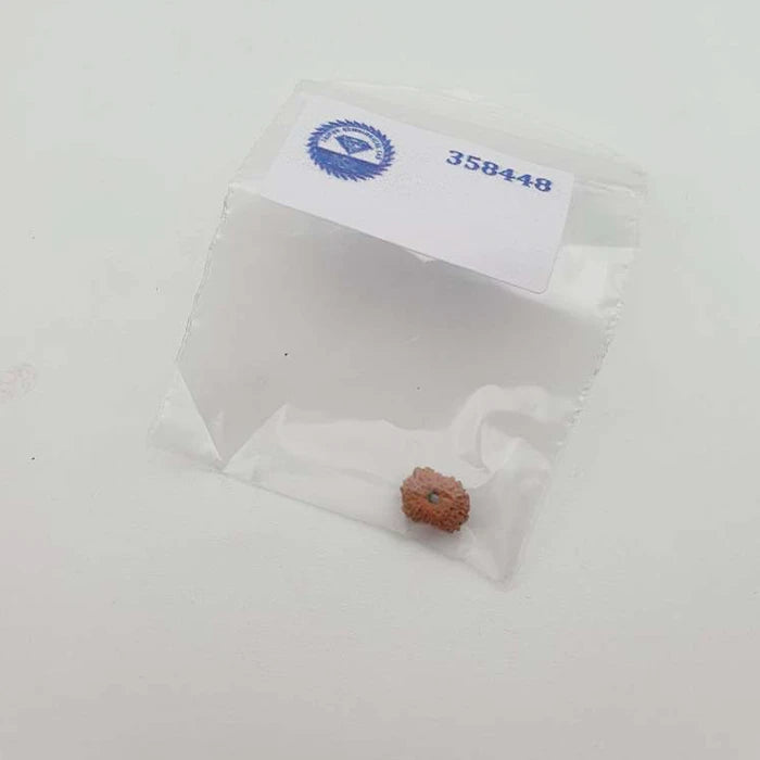 13 Mukhi Natural Indonesia Rudraksha Lab Certified