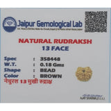 13 Mukhi Natural Indonesia Rudraksha Lab Certified