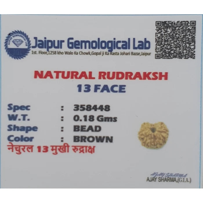 13 Mukhi Natural Indonesia Rudraksha Lab Certified