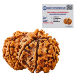 Lab Certified Nepali Gauri Shankar Rudraksha Beads (4.24 g)