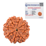 8 Mukhi Natural Rudraksha Lab Certified