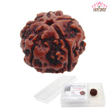 5 Mukhi Natural Rudraksha Lab Certified
