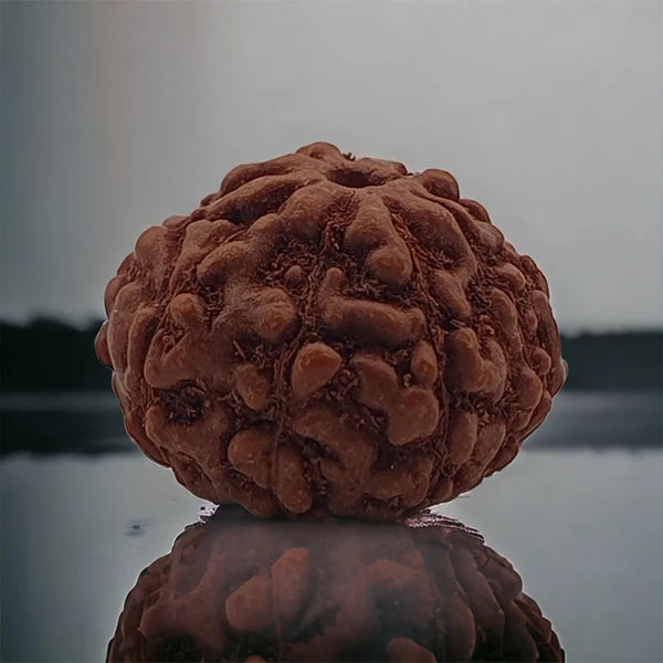 Original Lab Certified 9 Mukhi Box Rudraksha