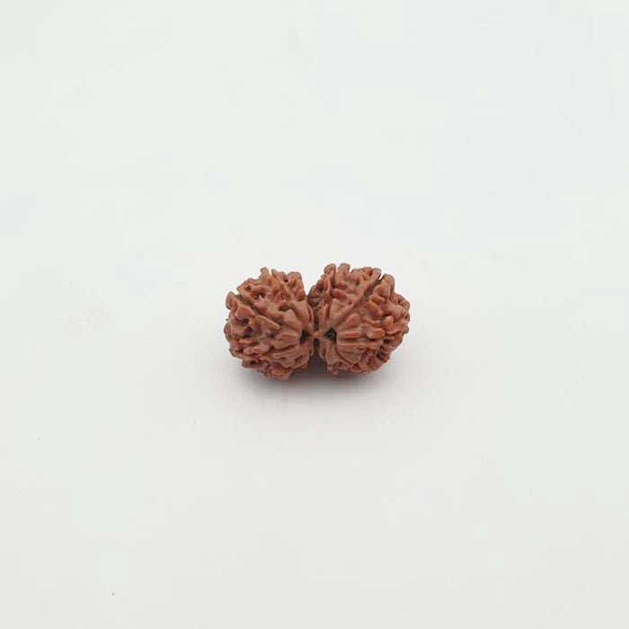 Natural Gauri Shankar Rudraksha Box For Men Women,Original Lab Certified Nepali Gauri Shankar Rudraksha,Joint Shiv Parvati Rudraksha 11 Mukhi Brown Color Bead Shape 4.24 g