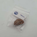 Nepali Natural 1 Mukhi Rudraksha Lab Certified (2.48 g)